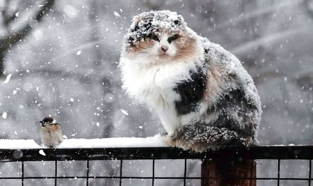 кіт під снігом