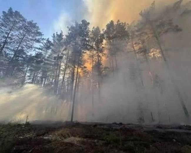 На Рівненщині з початку року сталося майже 1000 пожеж в екосистемах: екологи б’ють на сполох