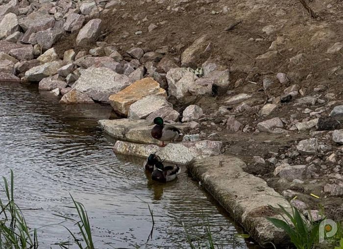 У Костополі вперше за пів століття взялися за очищення річки Замчисько
