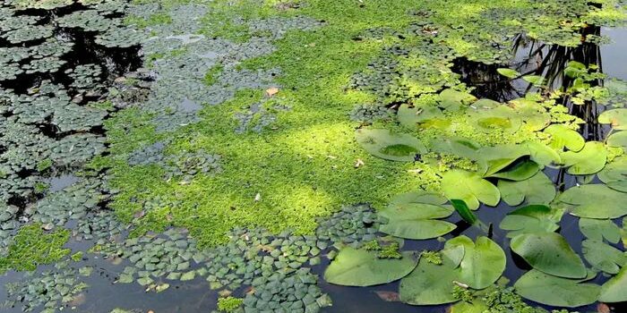 унікальне диво Нобельського парку на Рівненщині
