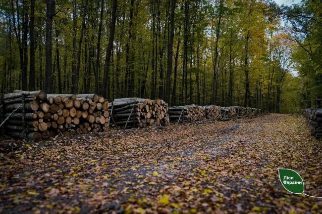 Попит на дрова на Рівненщині зріс у понад два рази